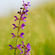 Clary Sage Essential Oil