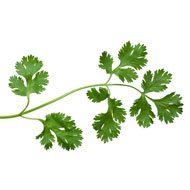 Coriander Oil