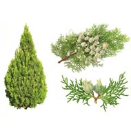 Cypress Oil