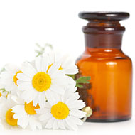 Camomile Oil- Uses & Benefits